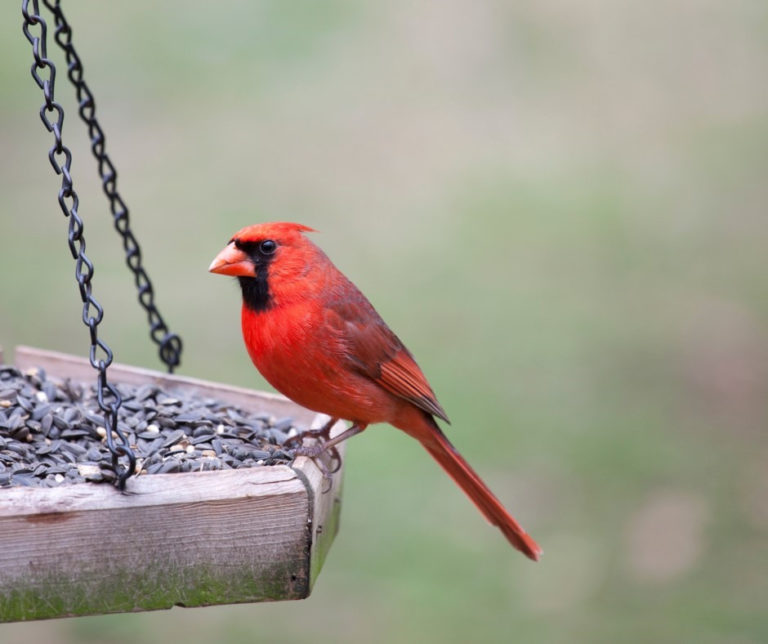 birds-out-our-windows-harland-merriam